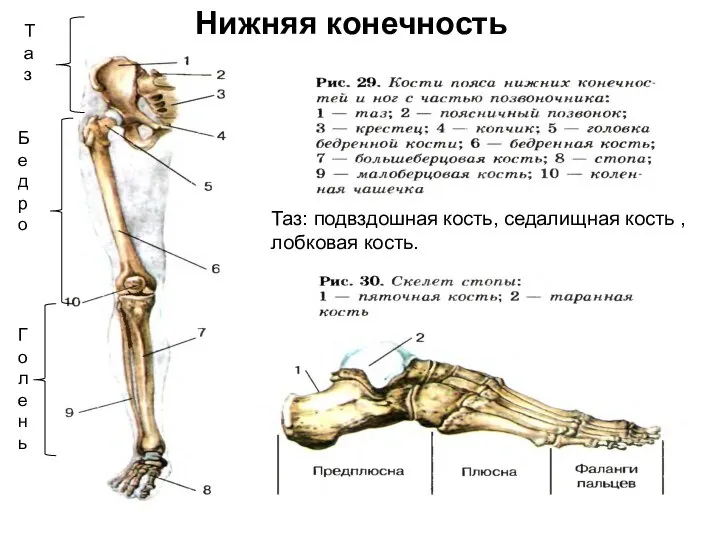 Нижняя конечность Бедро Голень Таз Таз: подвздошная кость, седалищная кость , лобковая кость.