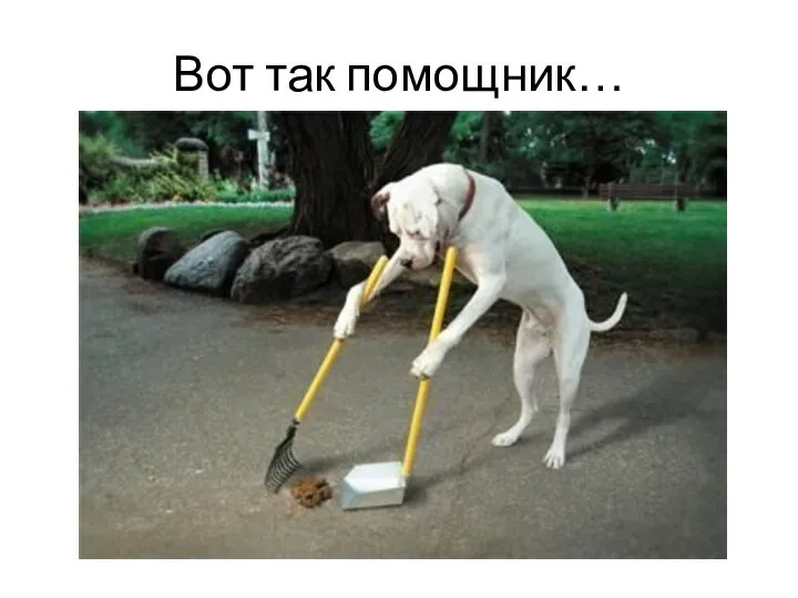 Вот так помощник…