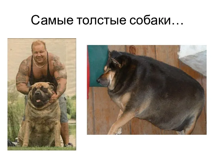 Самые толстые собаки…