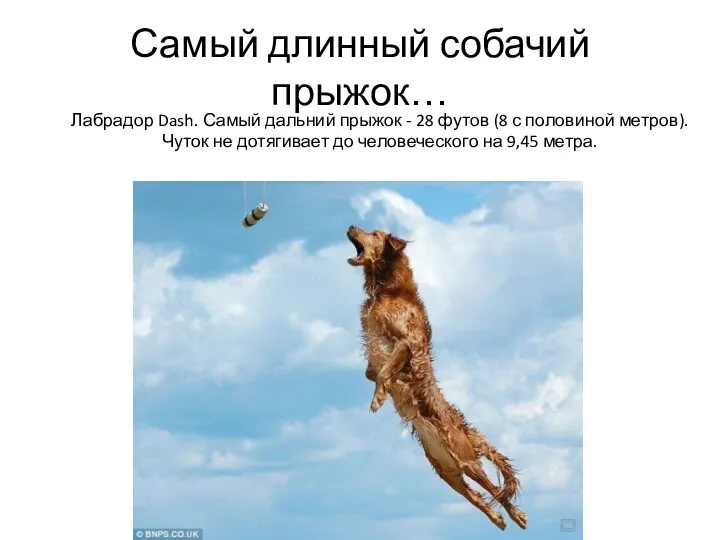 Самый длинный собачий прыжок… Лабрадор Dash. Самый дальний прыжок - 28 футов