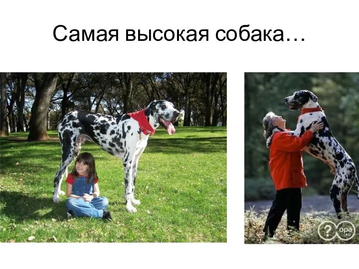 Самая высокая собака…