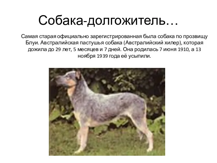 Собака-долгожитель… Самая старая официально зарегистрированная была собака по прозвищу Блуи. Австралийская пастушья