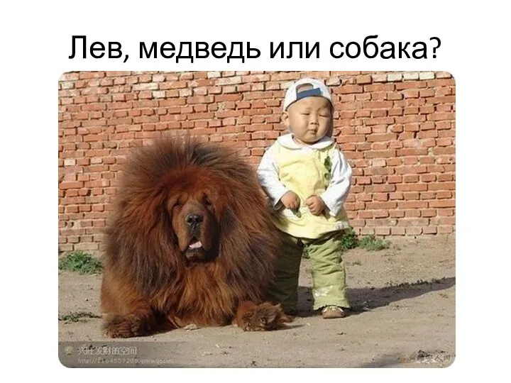 Лев, медведь или собака?