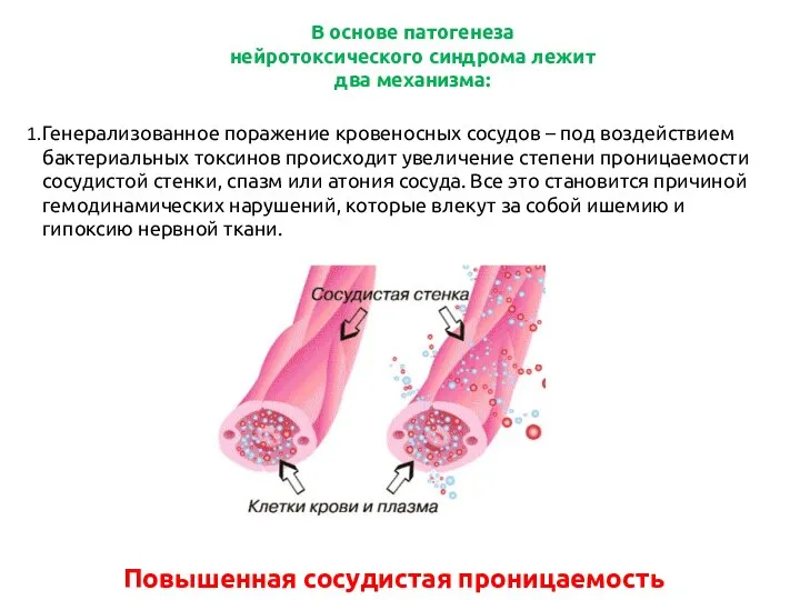 Генерализованное поражение кровеносных сосудов – под воздействием бактериальных токсинов происходит увеличение степени