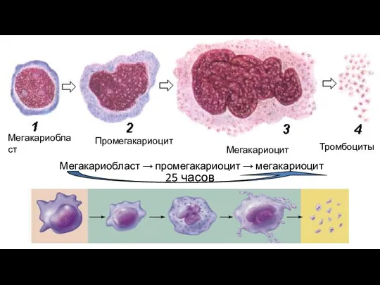 Мегакариобласт Промегакариоцит Мегакариоцит Тромбоциты