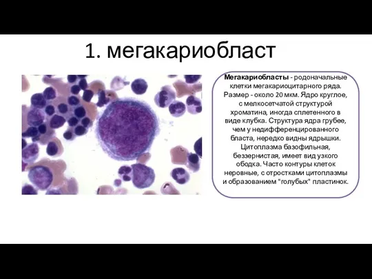 1. мегакариобласт Мегакариобласты - родоначальные клетки мегакариоцитарного ряда. Размер - около 20
