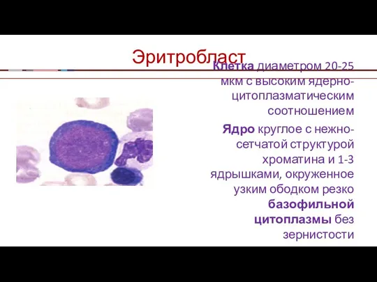 Эритробласт Клетка диаметром 20-25 мкм с высоким ядерно-цитоплазматическим соотношением Ядро круглое с