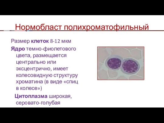 Нормобласт полихроматофильный Размер клеток 8-12 мкм Ядро темно-фиолетового цвета, размещается центрально или