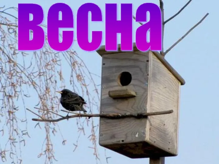 весна