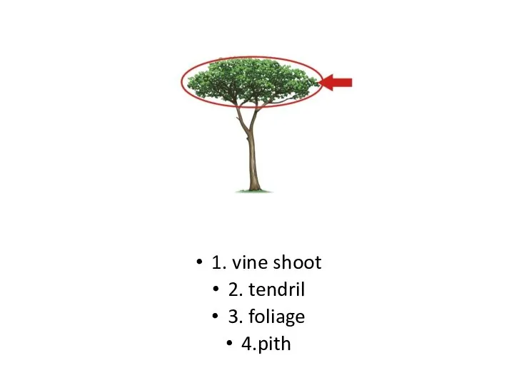 1. vine shoot 2. tendril 3. foliage 4.pith