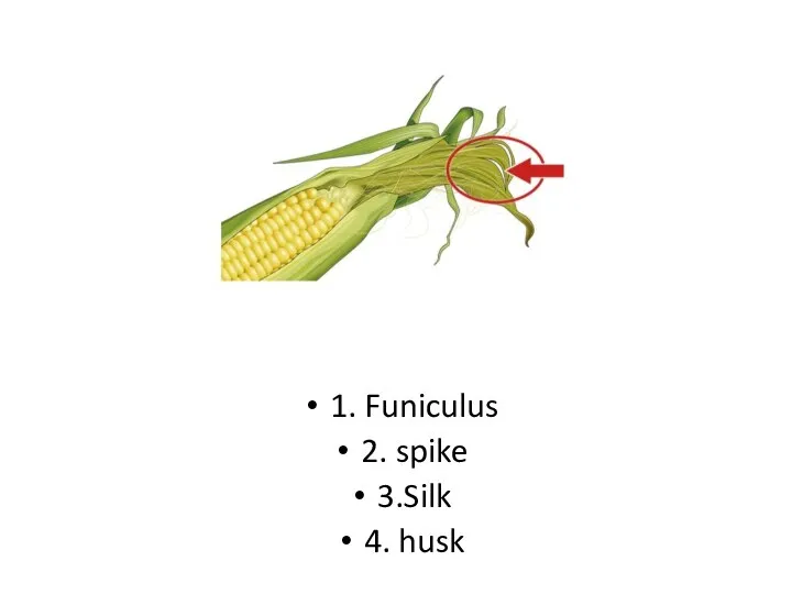 1. Funiculus 2. spike 3.Silk 4. husk