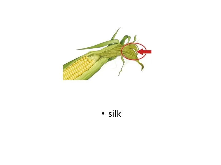 silk