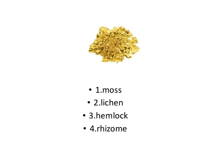 1.moss 2.lichen 3.hemlock 4.rhizome