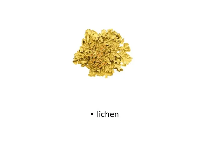 lichen