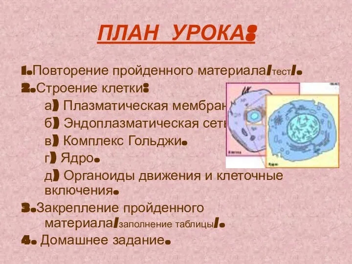 ПЛАН УРОКА: 1.Повторение пройденного материала/тест/. 2.Строение клетки: а) Плазматическая мембрана. б) Эндоплазматическая