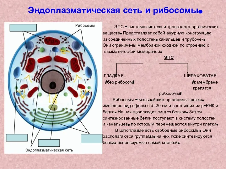 Эндоплазматическая сеть и рибосомы. ЭПС – система синтеза и транспорта органических веществ.