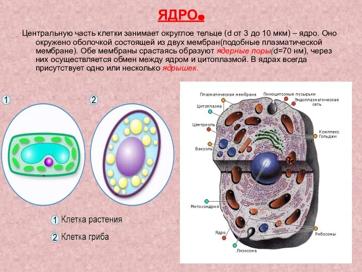 ЯДРО. Центральную часть клетки занимает округлое тельце (d от 3 до 10