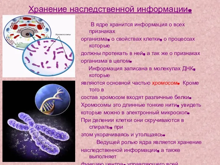 Хранение наследственной информации. В ядре хранится информация о всех признаках организма, о