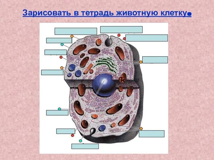 Зарисовать в тетрадь животную клетку.