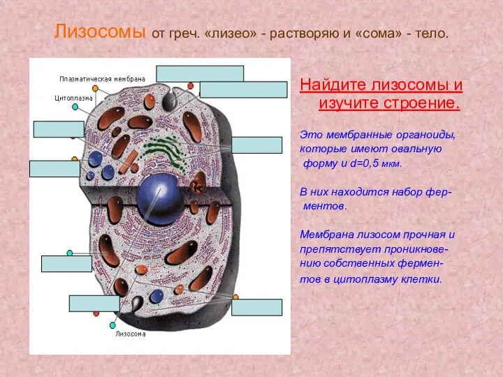 Лизосомы от греч. «лизео» - растворяю и «сома» - тело. Найдите лизосомы