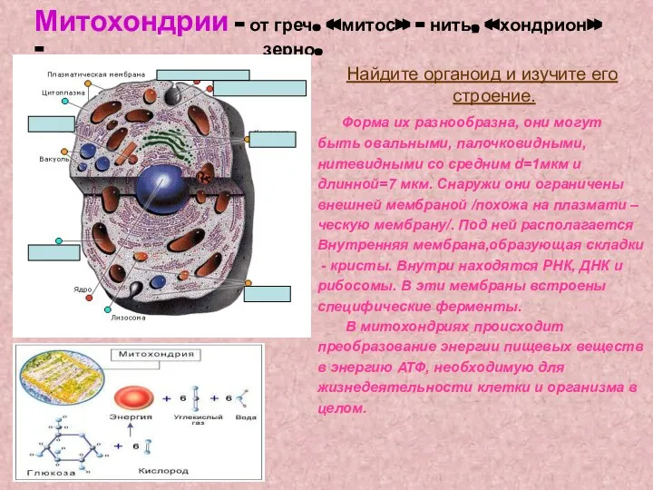 Митохондрии – от греч. «митос» - нить, «хондрион» - зерно. Найдите органоид