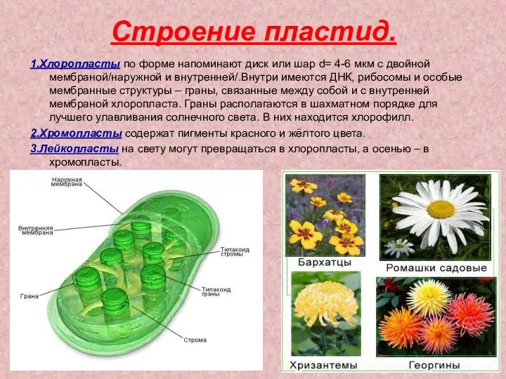 Строение пластид. 1.Хлоропласты по форме напоминают диск или шар d= 4-6 мкм