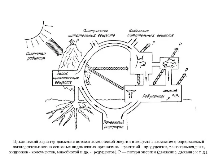Циклический характер движения потоков космической энергии и веществ в экосистеме, определяемый жизнедеятельностью