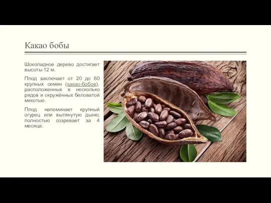 Какао бобы Шоколадное дерево достигает высоты 12 м. Плод заключает от 20