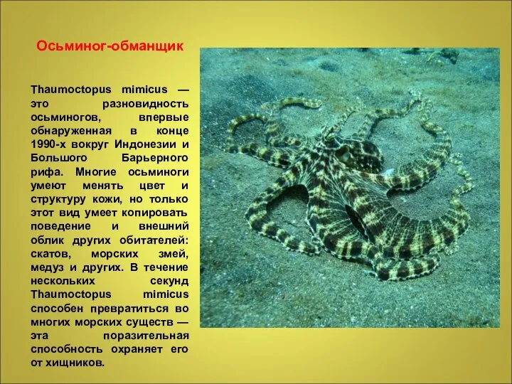 Осьминог-обманщик Thaumoctopus mimicus — это разновидность осьминогов, впервые обнаруженная в конце 1990-х