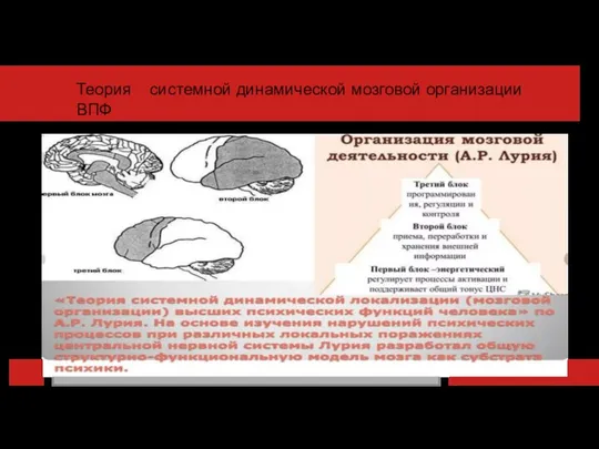 Теория системной динамической мозговой организации ВПФ