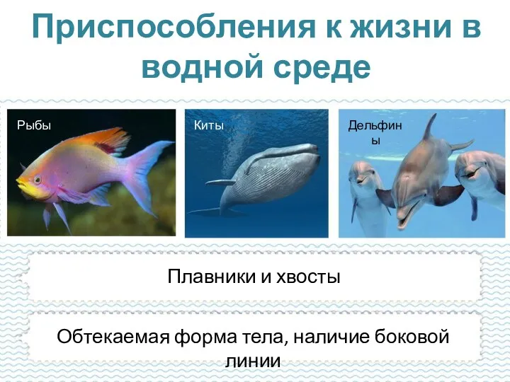 Рыбы Киты Дельфины Приспособления к жизни в водной среде Плавники и хвосты