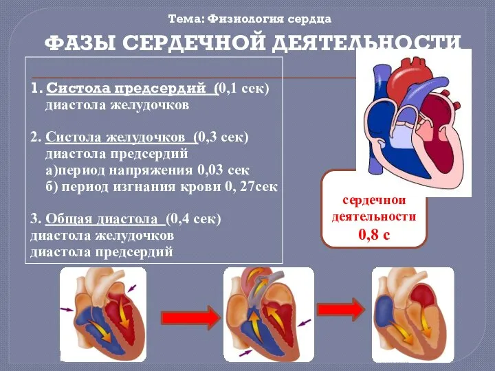 Цикл сердечной деятельности 0,8 с Тема: Физиология сердца ФАЗЫ СЕРДЕЧНОЙ ДЕЯТЕЛЬНОСТИ 1.