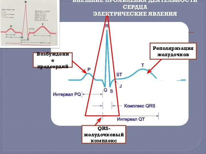 Возбуждение предсердий Реполяризация желудочков QRS-желудочковый комплекс ВНЕШНИЕ ПРОЯВЛЕНИЯ ДЕЯТЕЛЬНОСТИ СЕРДЦА ЭЛЕКТРИЧЕСКИЕ ЯВЛЕНИЯ