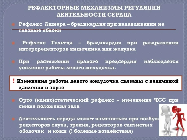 РЕФЛЕКТОРНЫЕ МЕХАНИЗМЫ РЕГУЛЯЦИИ ДЕЯТЕЛЬНОСТИ СЕРДЦА Рефлекс Ашнера – брадикардия при надавливании на