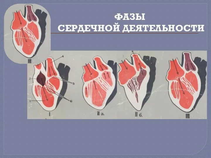 ФАЗЫ СЕРДЕЧНОЙ ДЕЯТЕЛЬНОСТИ