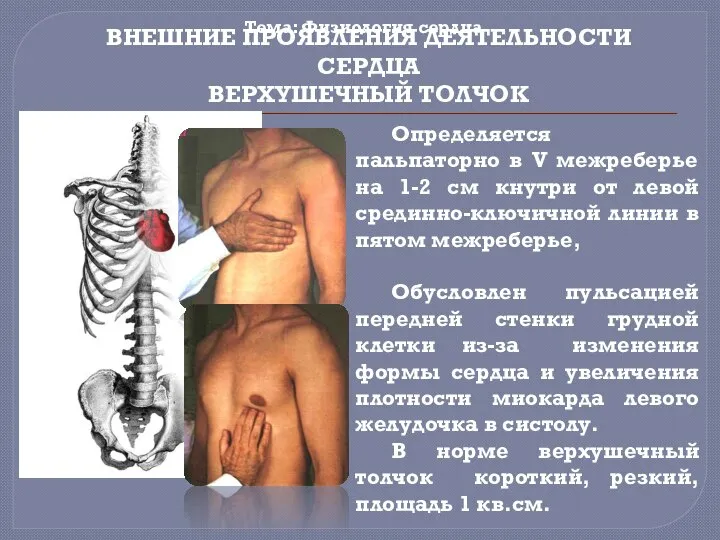 Тема: Физиология сердца ВНЕШНИЕ ПРОЯВЛЕНИЯ ДЕЯТЕЛЬНОСТИ СЕРДЦА ВЕРХУШЕЧНЫЙ ТОЛЧОК Определяется пальпаторно в