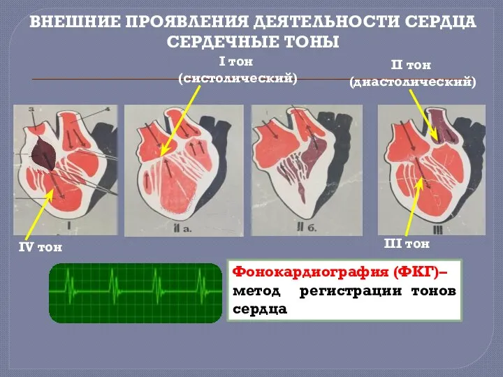 ВНЕШНИЕ ПРОЯВЛЕНИЯ ДЕЯТЕЛЬНОСТИ СЕРДЦА СЕРДЕЧНЫЕ ТОНЫ I тон (систолический) II тон (диастолический)