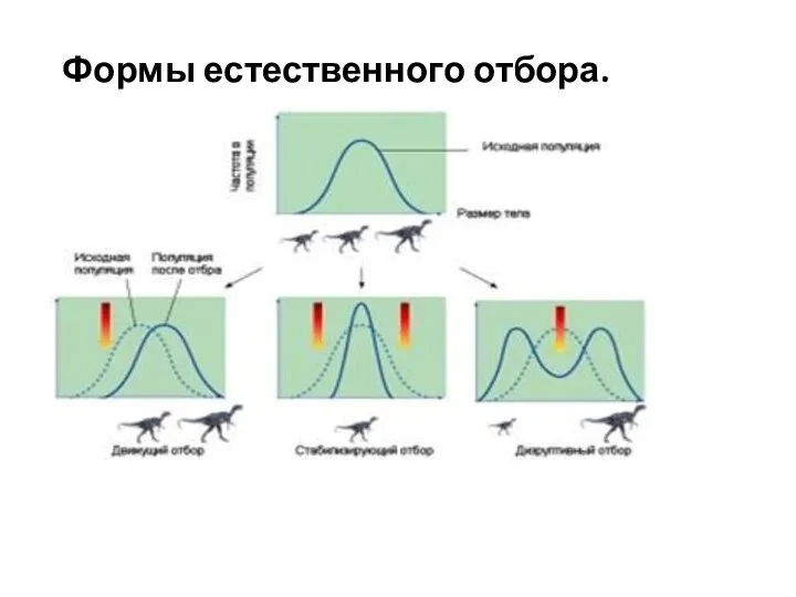 Формы естественного отбора.