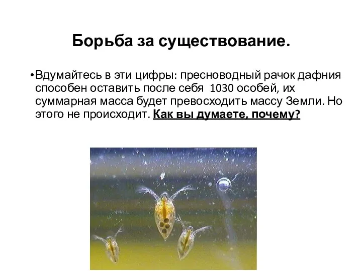 Борьба за существование. Вдумайтесь в эти цифры: пресноводный рачок дафния способен оставить