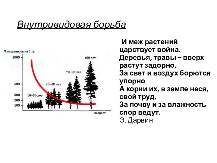 Внутривидовая борьба И меж растений царствует война. Деревья, травы – вверх растут