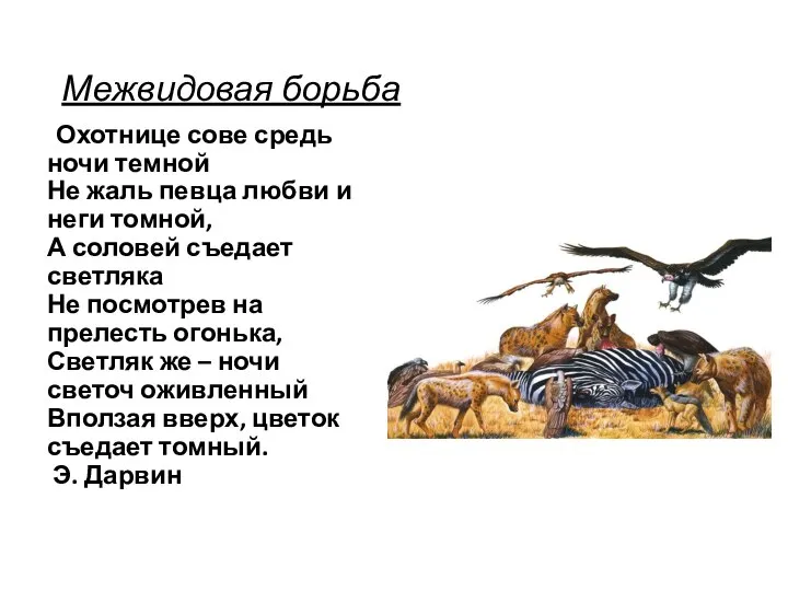 Межвидовая борьба Охотнице сове средь ночи темной Не жаль певца любви и