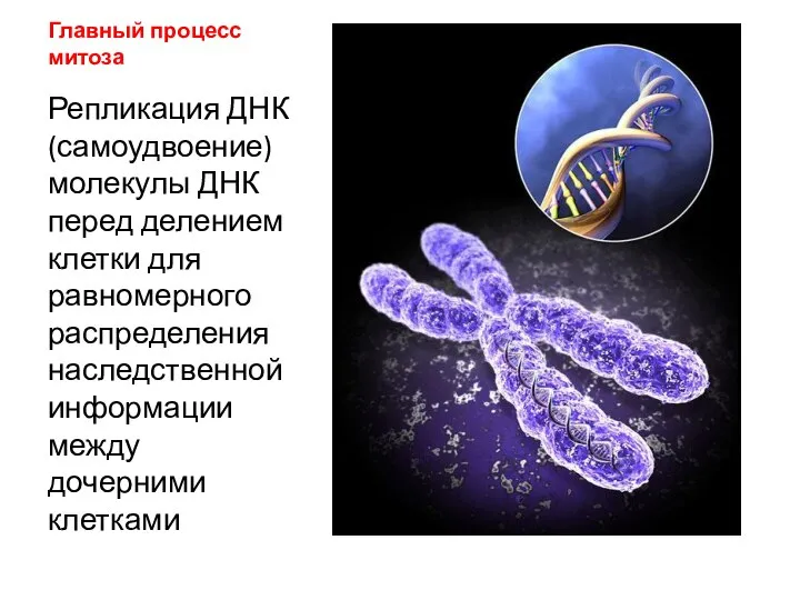Главный процесс митоза Репликация ДНК (самоудвоение) молекулы ДНК перед делением клетки для