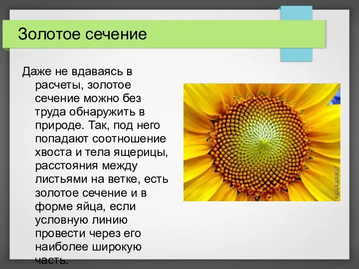 Золотое сечение Даже не вдаваясь в расчеты, золотое сечение можно без труда