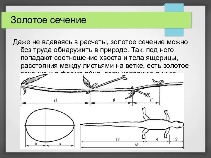 Золотое сечение Даже не вдаваясь в расчеты, золотое сечение можно без труда