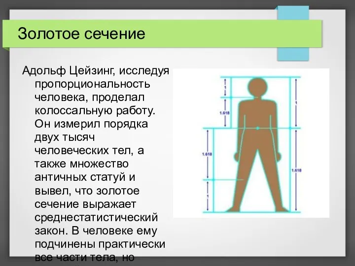 Золотое сечение Адольф Цейзинг, исследуя пропорциональность человека, проделал колоссальную работу. Он измерил