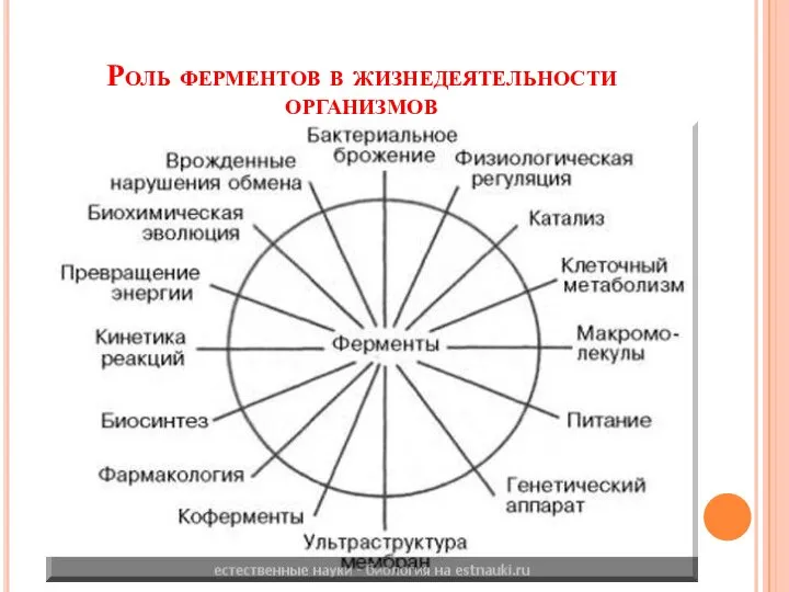 Роль ферментов в жизнедеятельности организмов