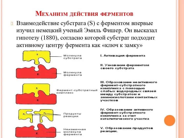 Механизм действия ферментов Взаимодействие субстрата (S) c ферментом впервые изучил немецкий ученый