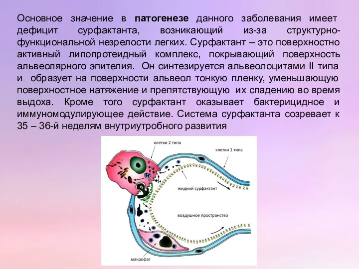 Основное значение в патогенезе данного заболевания имеет дефицит сурфактанта, возникающий из-за структурно-функциональной