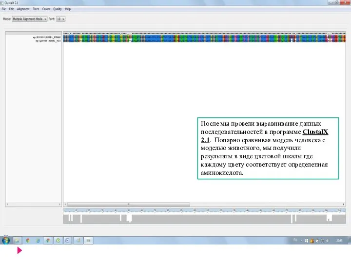 После мы провели выравнивание данных последовательностей в программе ClustalX 2.1. Попарно сравнивая