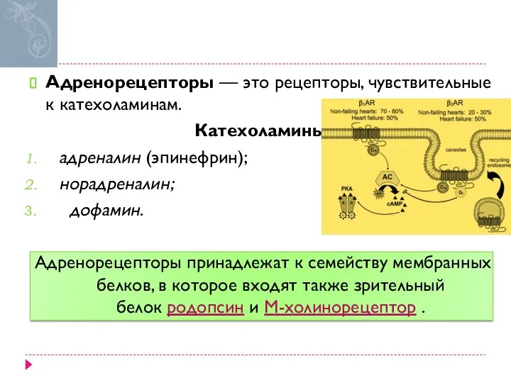 Адренорецепторы — это рецепторы, чувствительные к катехоламинам. Катехоламины: адреналин (эпинефрин); норадреналин; дофамин.